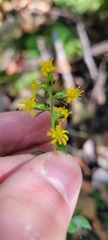 Solidago hispida
