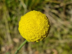 Pycnosorus chrysanthus