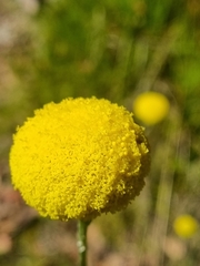 Pycnosorus chrysanthus