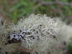 Ramalina dilacerata
