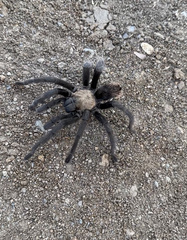 Aphonopelma iodius
