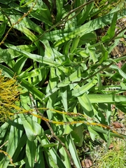 Pycnosorus chrysanthus