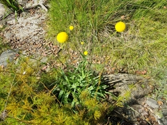 Pycnosorus chrysanthus