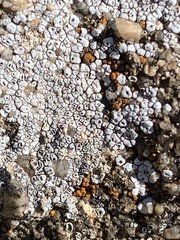 Acarospora strigata