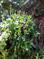 Peperomia tetraphylla