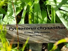 Pycnosorus chrysanthus