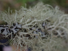 Ramalina dilacerata