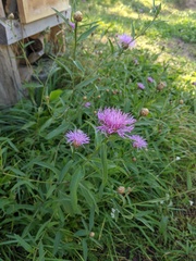 Centaurea × moncktonii