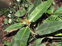 Commelina virginica