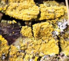 Candelariella efflorescens