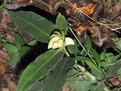 Commelina virginica