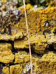 Candelariella efflorescens