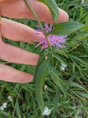 Centaurea × moncktonii