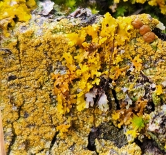 Candelariella efflorescens