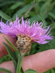 Centaurea × moncktonii
