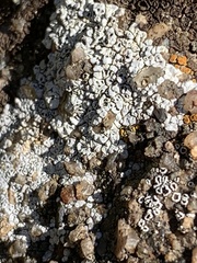 Acarospora strigata