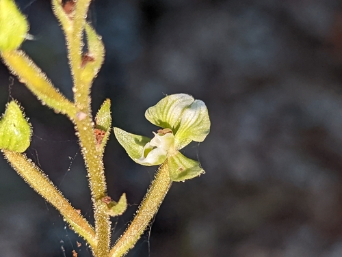 Image of Ponthieva racemosa by (c) Elias, some rights reserved (CC BY)
