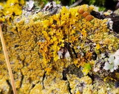 Candelariella efflorescens