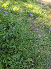 Centaurea × moncktonii
