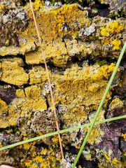 Candelariella efflorescens