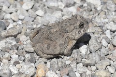 Anaxyrus microscaphus