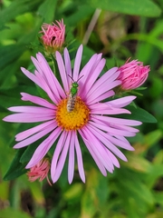 Agapostemon sericeus