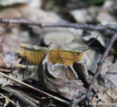 Tropidostethus angusticollis