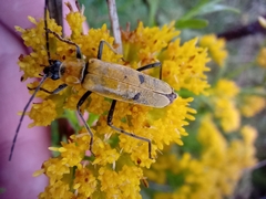Chauliognathus misellus