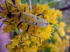 Chauliognathus misellus
