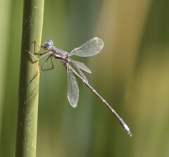 Archilestes californicus