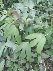 Passiflora tricuspis
