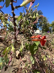 Ipomoea coccinea