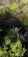 Argiope argentata
