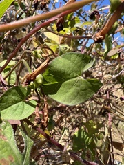 Ipomoea coccinea
