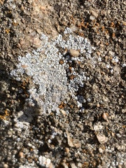 Acarospora strigata