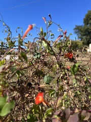 Ipomoea coccinea