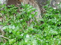 Apium prostratum denticulatum