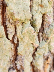 Lepraria finkii