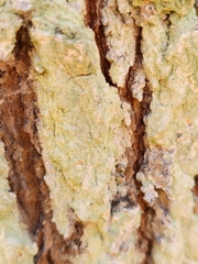 Lepraria finkii
