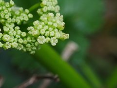 Apium prostratum denticulatum