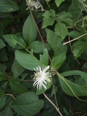 Passiflora tricuspis