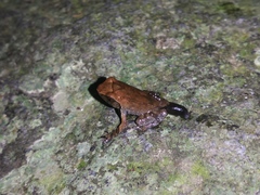 Megophrys montana