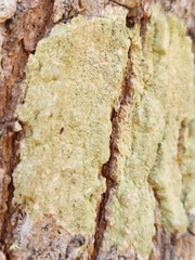 Lepraria finkii