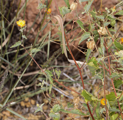 Abutilon parvulum