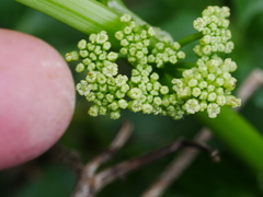 Apium prostratum denticulatum
