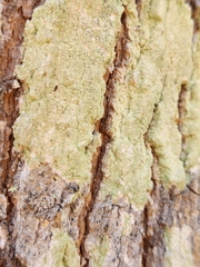 Lepraria finkii