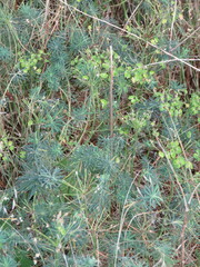 Euphorbia cyparissias
