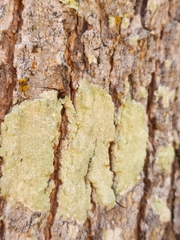 Lepraria finkii