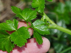 Apium prostratum denticulatum