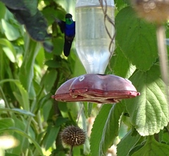 Thalurania furcata